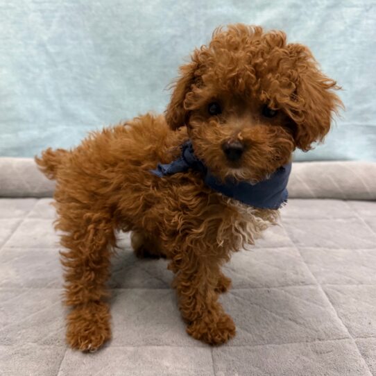 Miniature Poodle-DOG-Male-Red-10687-Petland Pensacola, Florida