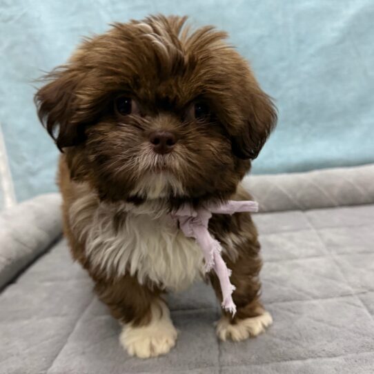 Shih Tzu-DOG-Female-Chocolate-10681-Petland Pensacola, Florida