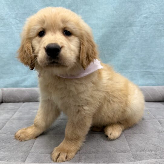Golden Retriever-DOG-Female-Light Golden-10685-Petland Pensacola, Florida