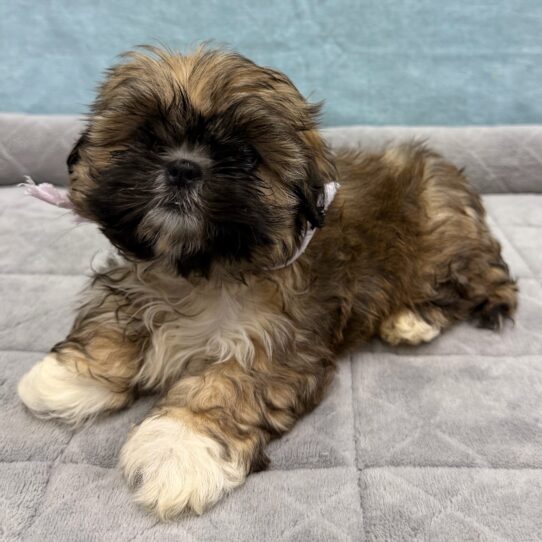 Lhasa Apso-DOG-Female-Red Gold-10696-Petland Pensacola, Florida