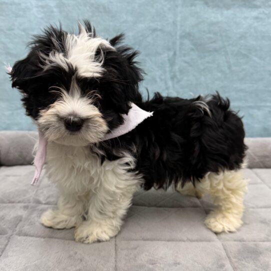 Havanese-DOG-Female-Black and White-10697-Petland Pensacola, Florida