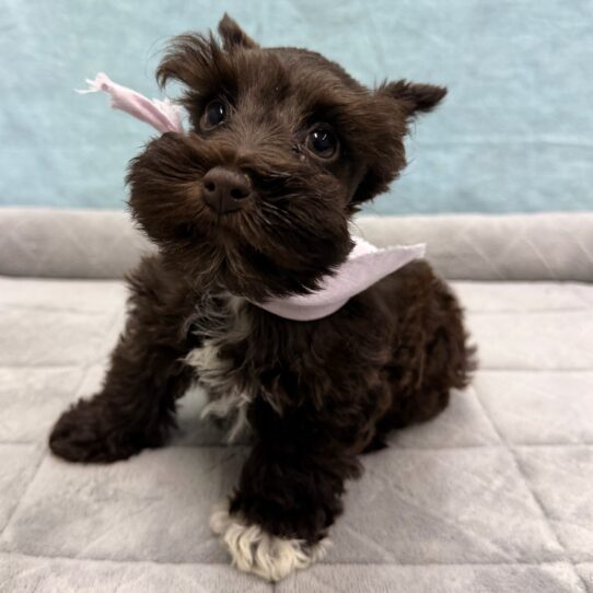 Miniature Schnauzer-DOG-Female-Liver-10698-Petland Pensacola, Florida
