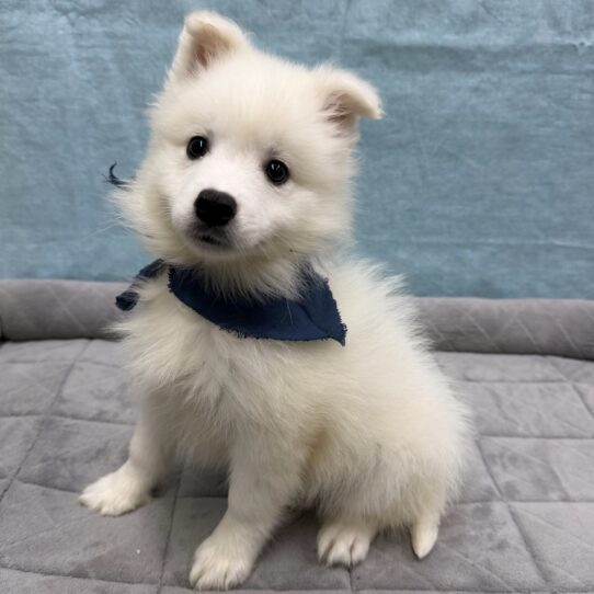 American Eskimo-DOG-Male-White-10699-Petland Pensacola, Florida