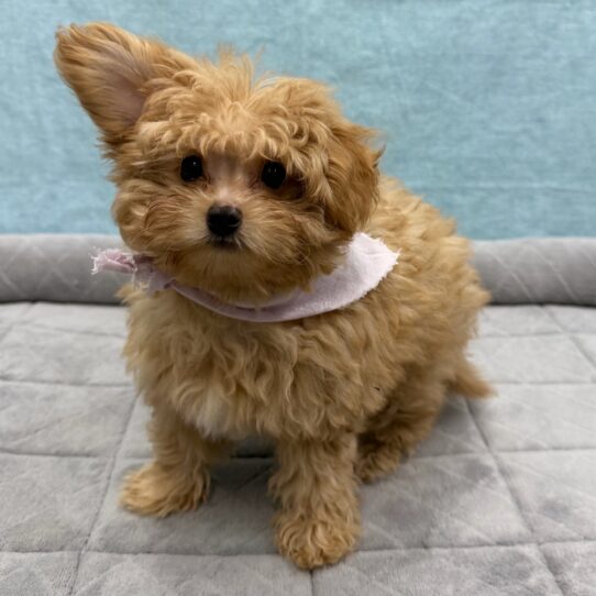 Pom-A-Poo-DOG-Female-Sable-10701-Petland Pensacola, Florida