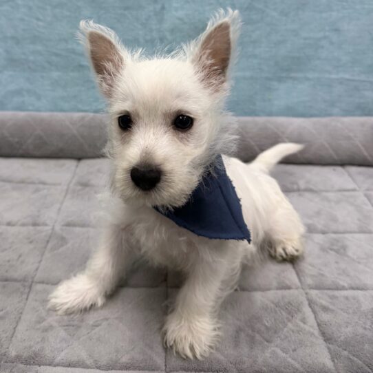 West Highland White Terrier-DOG-Male-White-10702-Petland Pensacola, Florida