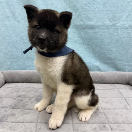 Akita-DOG-Male-Black / White-10704-Petland Pensacola, Florida