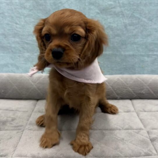 Cavalier King Charles Spaniel-DOG-Female-Ruby-10705-Petland Pensacola, Florida