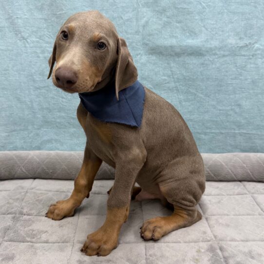Doberman Pinscher-DOG-Male-Tan-10706-Petland Pensacola, Florida