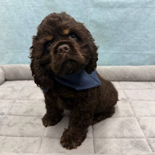 Cocker Spaniel-DOG-Male-Chocolate-10707-Petland Pensacola, Florida