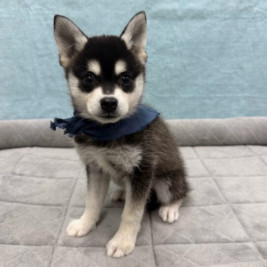 Alaskan Klee Kai-DOG-Male-Black / Tan-10708-Petland Pensacola, Florida