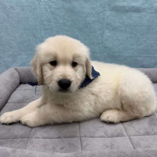 Golden Retriever-DOG-Male-Light Golden-10709-Petland Pensacola, Florida