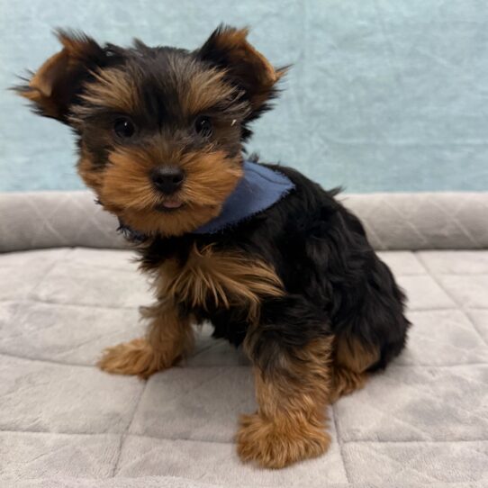 Yorkshire Terrier-DOG-Male-Black / Tan-10710-Petland Pensacola, Florida