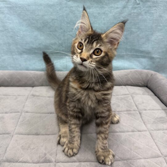 Maine Coon-KITTEN-Female-black tortishell-10713-Petland Pensacola, Florida