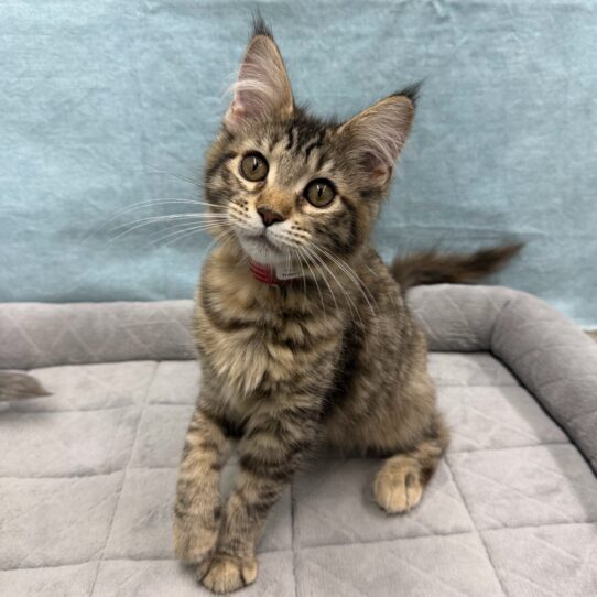 Maine Coon-KITTEN-Female-black tortishell-10714-Petland Pensacola, Florida