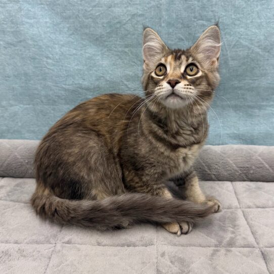 Maine Coon-KITTEN-Female-black tortishell-10715-Petland Pensacola, Florida