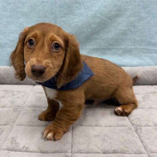 Dachshund-DOG-Male-Red Chocolate-10717-Petland Pensacola, Florida