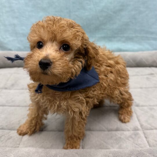 Poodle-DOG-Male-Red-10729-Petland Pensacola, Florida